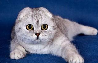 娱乐吃瓜酱折耳猫,揭秘折耳猫的神秘魅力与争议